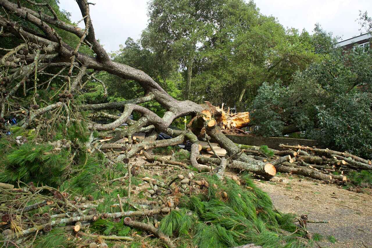 The Steps Involved in Our Tree Care Process in Bokeelia, FL